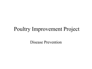 Poultry Improvement Project Disease Prevention