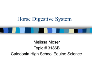 Horse Digestive System Melissa Moser Topic # 3186B Caledonia High School Equine Science