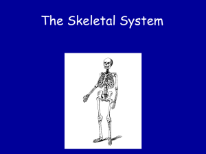 Skeletal System: Functions, Bones, Joints & Osteoporosis