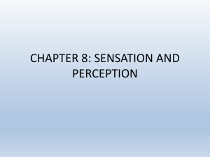 CHAPTER 8: SENSATION AND PERCEPTION