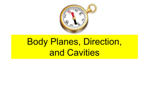 Body Planes, Direction, and Cavities