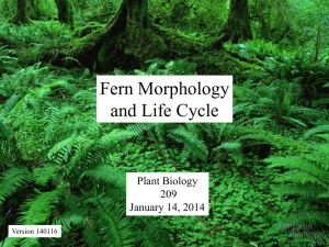 Fern Morphology & Life Cycle: Plant Biology Presentation