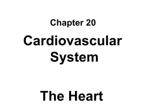 Cardiovascular System The Heart Chapter 20