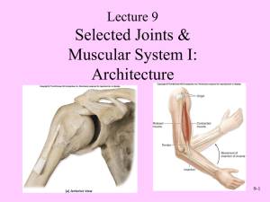 Selected Joints &amp; Muscular System I: Architecture Lecture 9