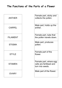 Flower Parts & Functions Worksheet: Elementary Botany