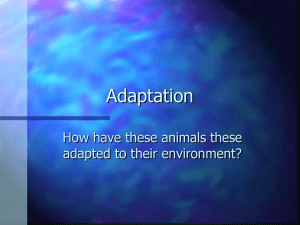 Adaptation How have these animals these adapted to their environment?
