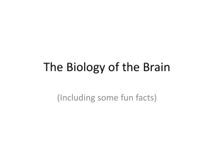 The Biology of the Brain (Including some fun facts)