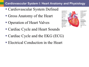  Cardiovascular System Defined Gross Anatomy of the Heart Operation of Heart Valves