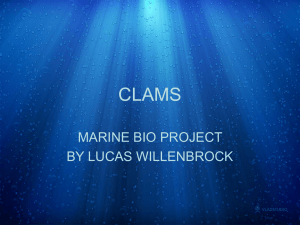 CLAMS MARINE BIO PROJECT BY LUCAS WILLENBROCK
