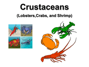 Crustaceans (Lobsters,Crabs, and Shrimp)