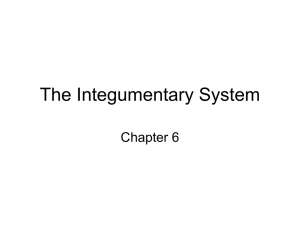The Integumentary System Chapter 6