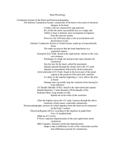 Heart Physiology  Conduction System of the Heart and Electrocardiography
