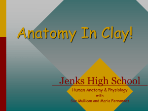 Anatomy In Clay! Jenks High School Human Anatomy &amp; Physiology with