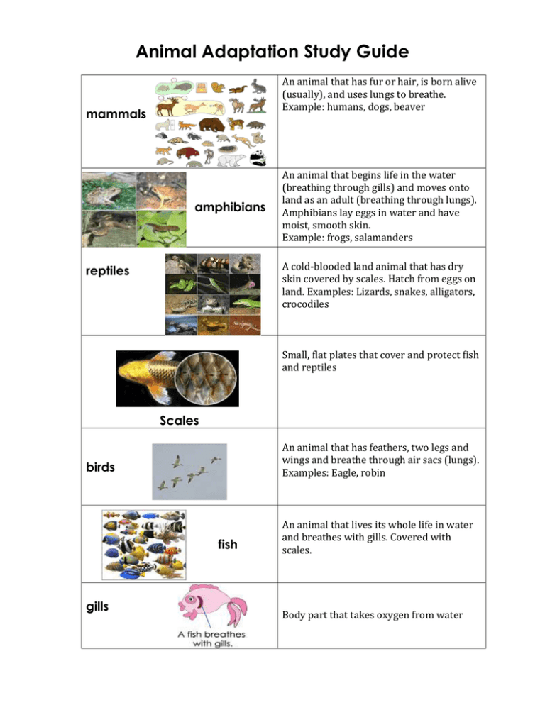 Animal Adaptation Study Guide Animal Adaptation Study Guide