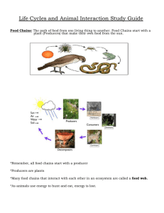 Food Chains & Animal Interactions Study Guide