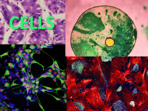 CELLS