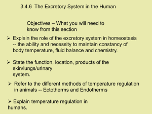 Human Excretory System: Function, Organs & Regulation