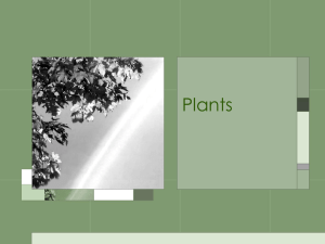 Plants