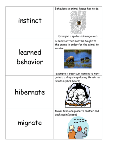 Animal Behaviors & Adaptations: Instinct, Hibernation, Camouflage