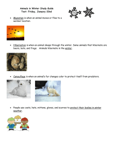 Animals in Winter Study Guide Test: Friday, January 22nd
