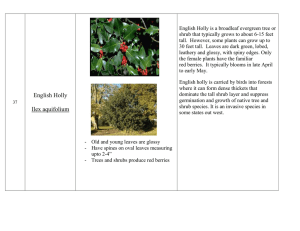 English Holly is a broadleaf evergreen tree or