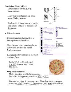 Sex-linked Genes  (Key) Genes located on the X or Y chromosomes