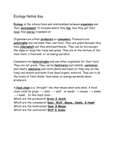 Ecology Notes: Food Chains, Webs, and Energy Pyramids