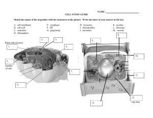 NAME:  CELL STUDY GUIDE
