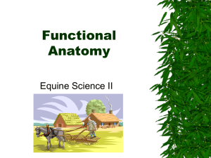 Functional Anatomy Equine Science II