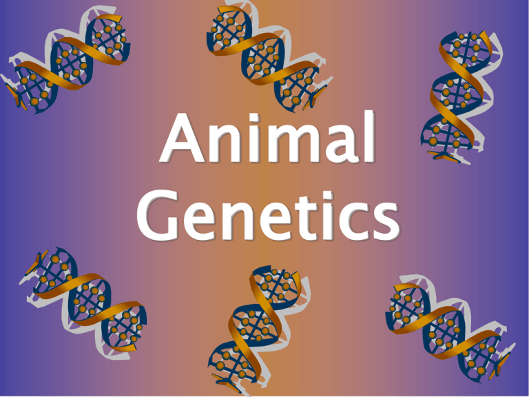 Animal Genetics