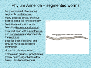 – segmented worms Phylum Annelida