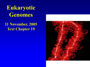 Eukaryotic Genomes 11 November, 2005 Text Chapter 19