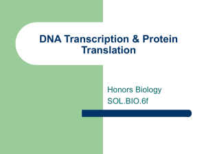 DNA Transcription & Protein Translation - Honors Biology