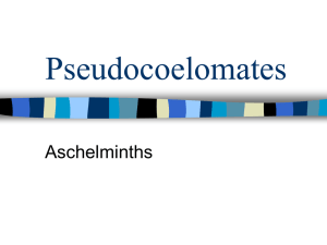 Pseudocoelomates Aschelminths