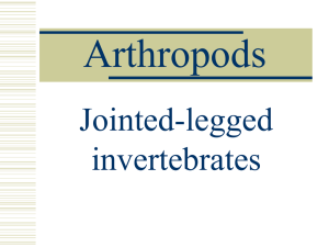 Arthropods Jointed-legged invertebrates