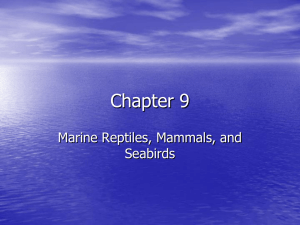 Chapter 9 Marine Reptiles, Mammals, and Seabirds
