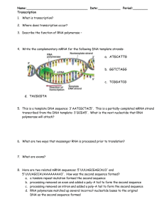 Transcription Worksheet: DNA to mRNA