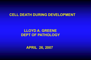 CELL DEATH DURING DEVELOPMENT LLOYD A. GREENE DEPT OF PATHOLOGY