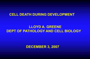 CELL DEATH DURING DEVELOPMENT LLOYD A. GREENE DECEMBER 3, 2007