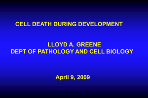 CELL DEATH DURING DEVELOPMENT LLOYD A. GREENE April 9, 2009