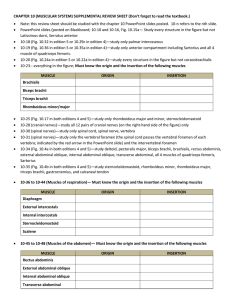 CHAPTER 10 (MUSCULAR SYSTEM) SUPPLEMENTAL REVIEW SHEET (Don’t forget to... 