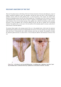 Cow Teat Anatomy: Structure and Blood Supply