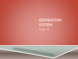 RESPIRATORY SYSTEM Chapter 16
