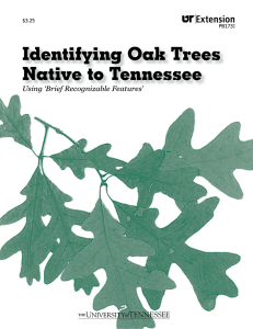 Identifying Oak Trees Native to Tennessee