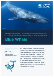 Blue Whale Fact Sheet
