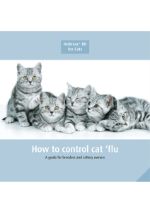 How to control cat flu. A guide for breeders and cattery owners