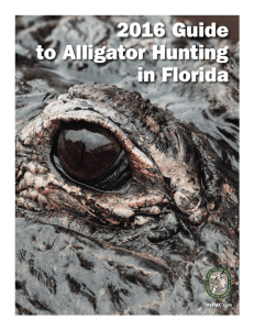 2016 Guide to Alligator Hunting in Florida