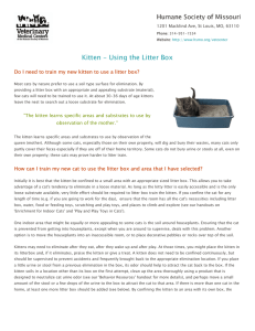 Kitten - Using the Litter Box