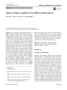 Negative feedback regulation of the ERK1/2 MAPK pathway