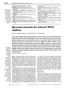 Neuronal networks for induced `40 Hz` rhythms